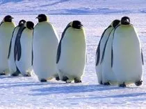  مستند Snow Chick: A Penguin’s Tale 2015